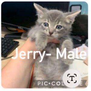 Jerry, Baby Male Domestic Short Hair