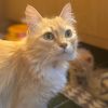 SYLVIA photo 1