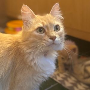 SYLVIA, Adult Female Domestic Short Hair