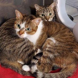 Louise, Young Female Domestic Short Hair
