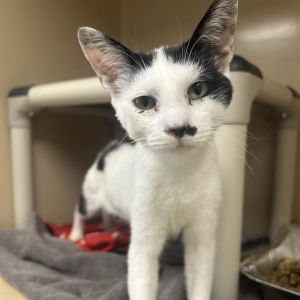 JACKSON, Young Male Domestic Short Hair