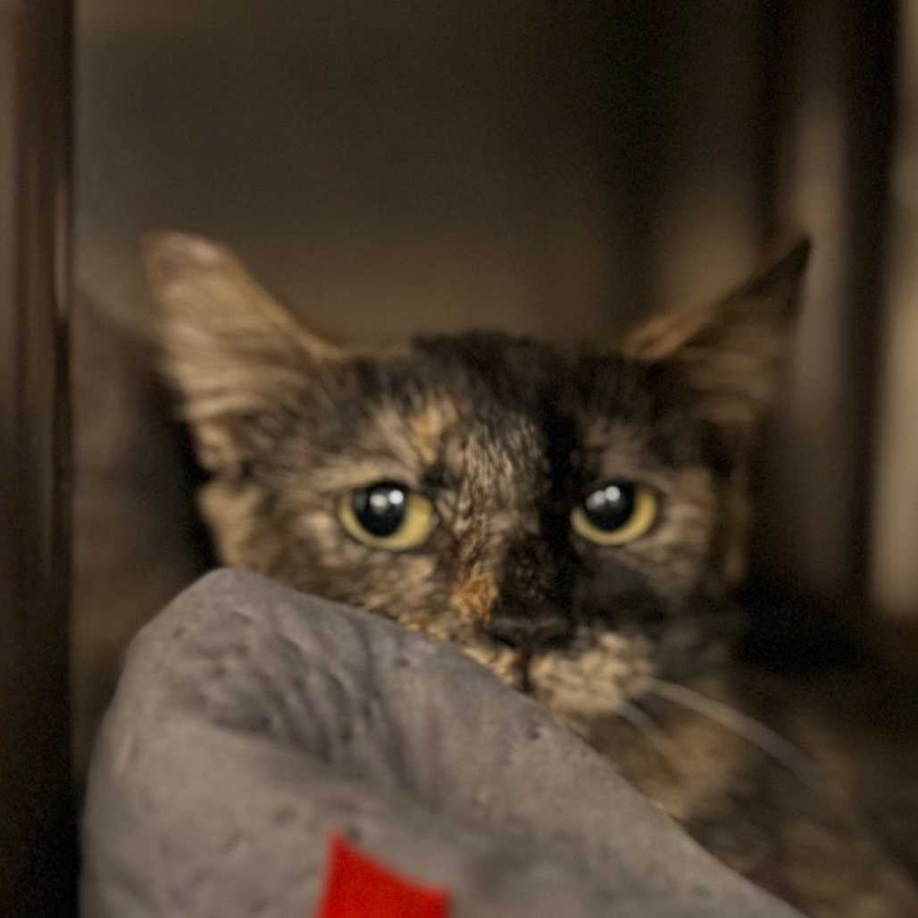 Viola, an adoptable Domestic Short Hair in Las Vegas, NV, 89121 | Photo Image 2