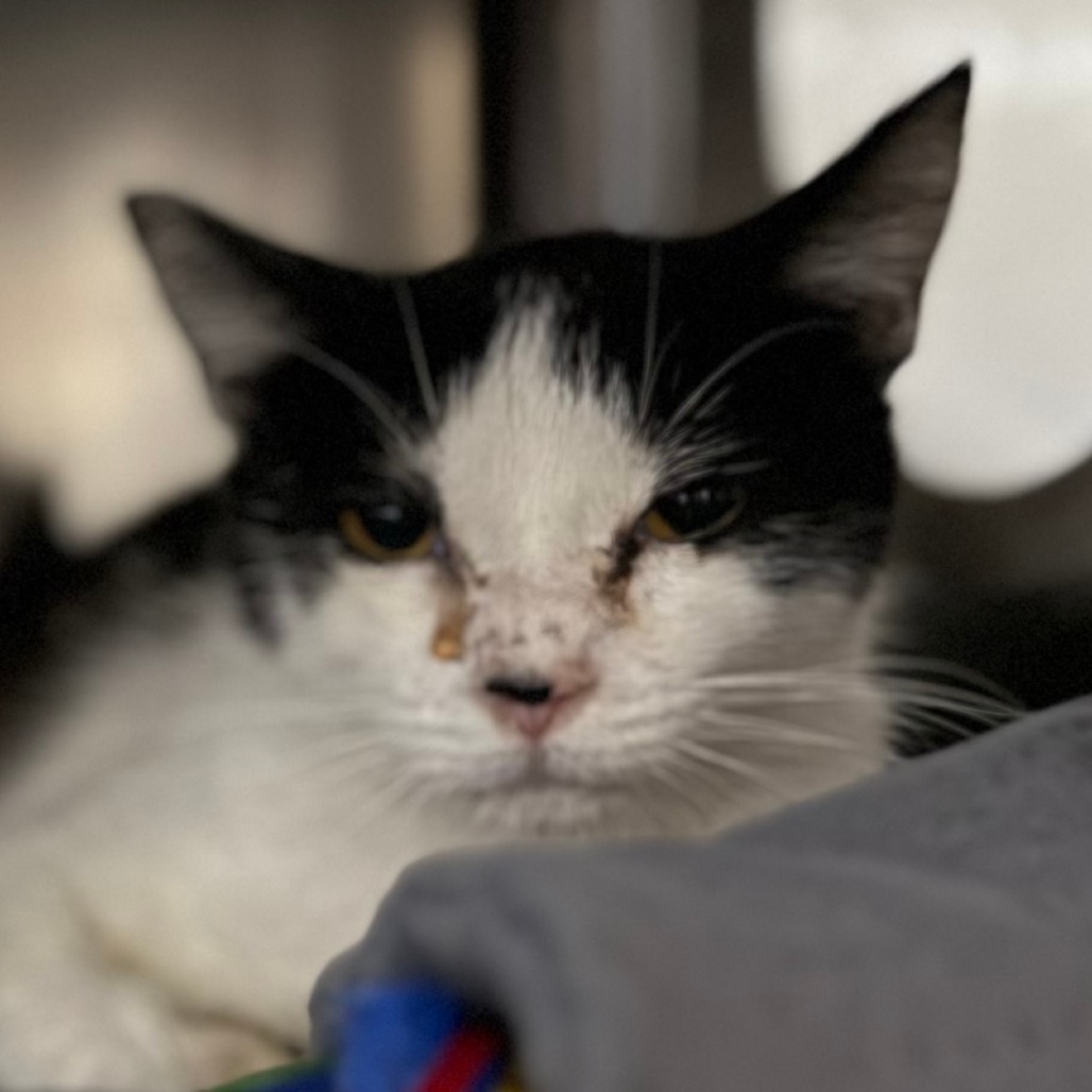 Virginia, an adoptable Domestic Short Hair in Las Vegas, NV, 89121 | Photo Image 2