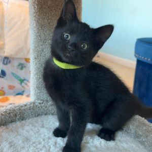 Geo, Baby Male Domestic Short Hair