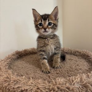 Helen of Troy, Baby Female Domestic Short Hair