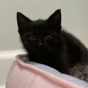 Poe, Baby Male Domestic Short Hair