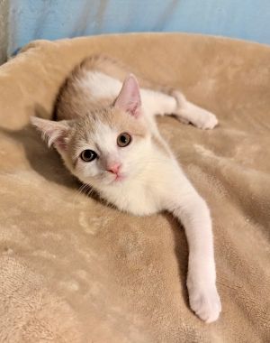 Sir Isaac Newton, Baby Male Domestic Short Hair