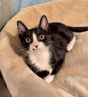 Galileo, Baby Male Domestic Short Hair