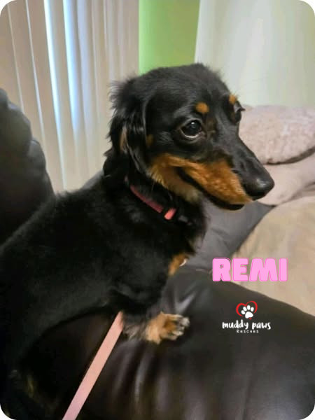 Remi - No Longer Accepting Applications