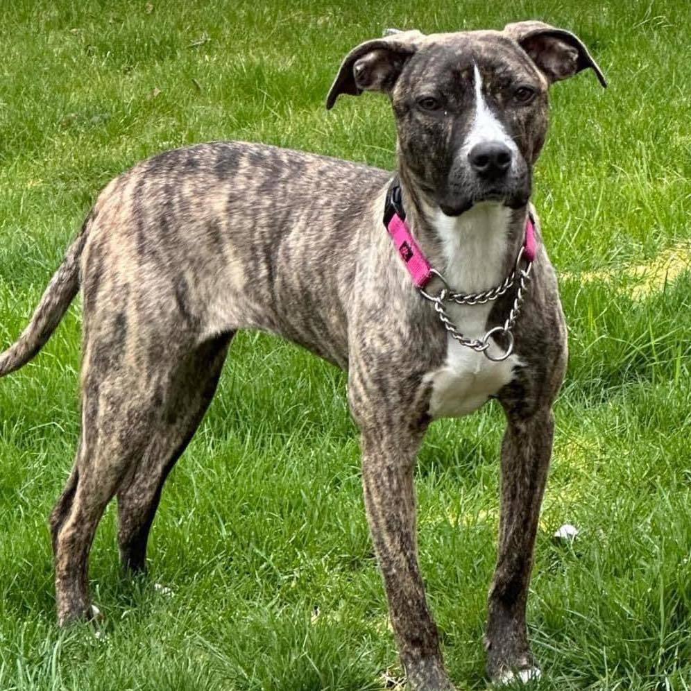 Bliss, an adoptable Pit Bull Terrier, Rottweiler in LEWISTON, ID, 83501 | Photo Image 1