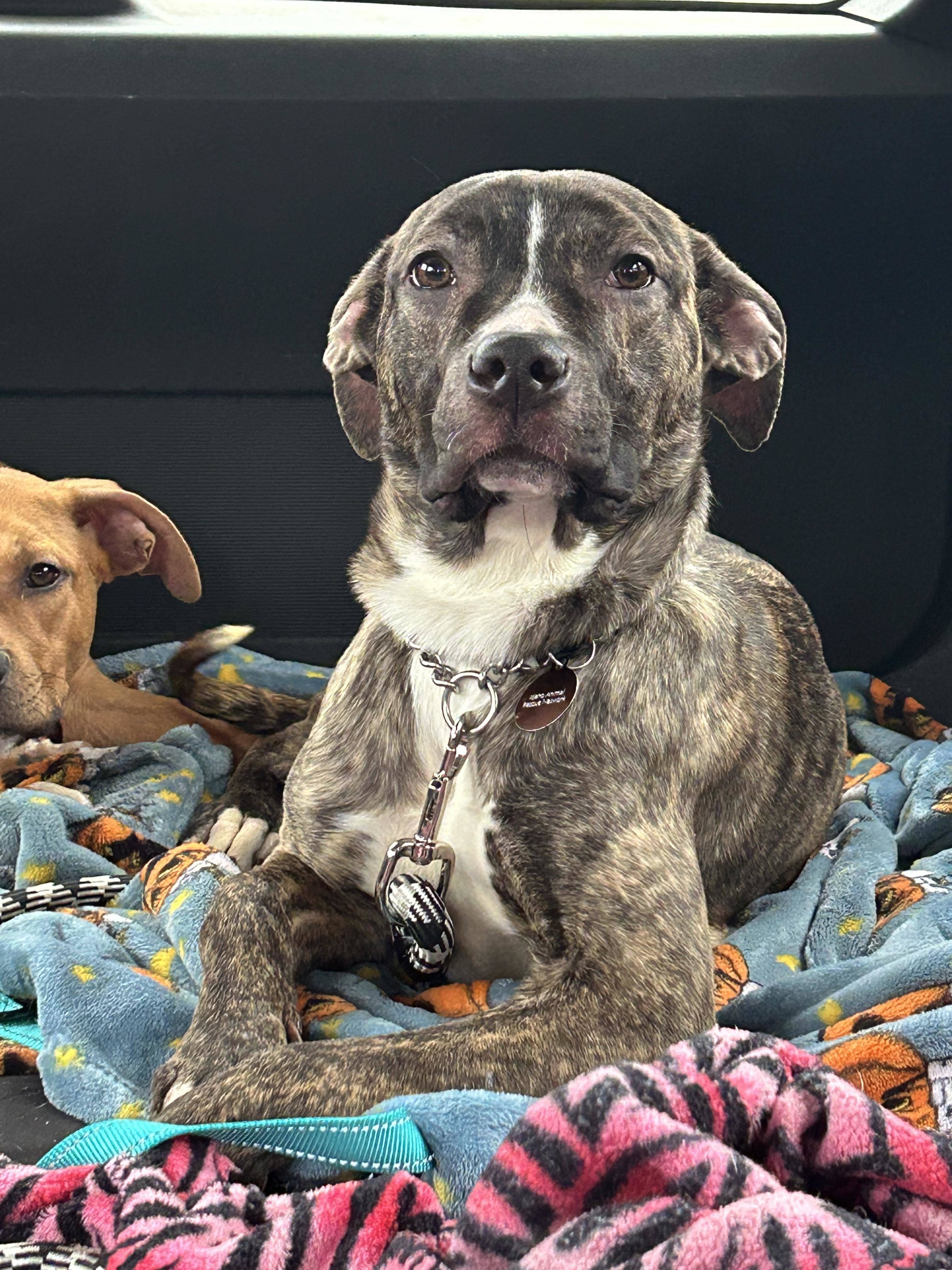 Bliss, an adoptable Pit Bull Terrier, Rottweiler in LEWISTON, ID, 83501 | Photo Image 2