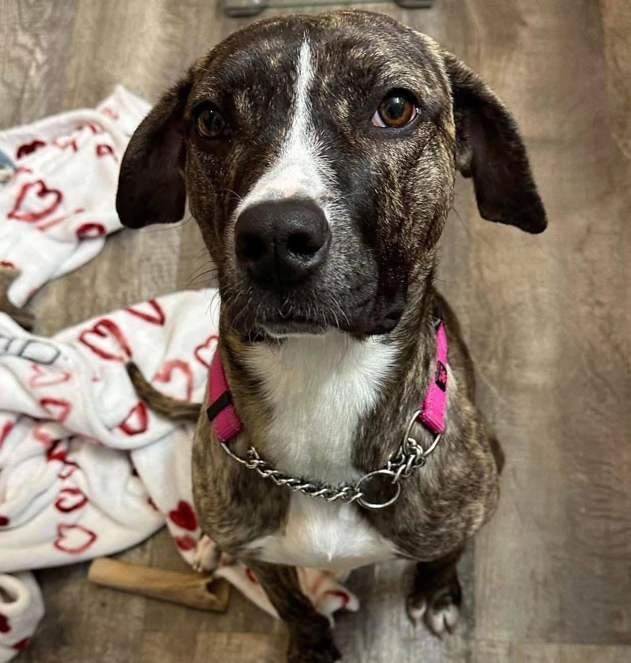 Bliss, an adoptable Pit Bull Terrier, Rottweiler in LEWISTON, ID, 83501 | Photo Image 4