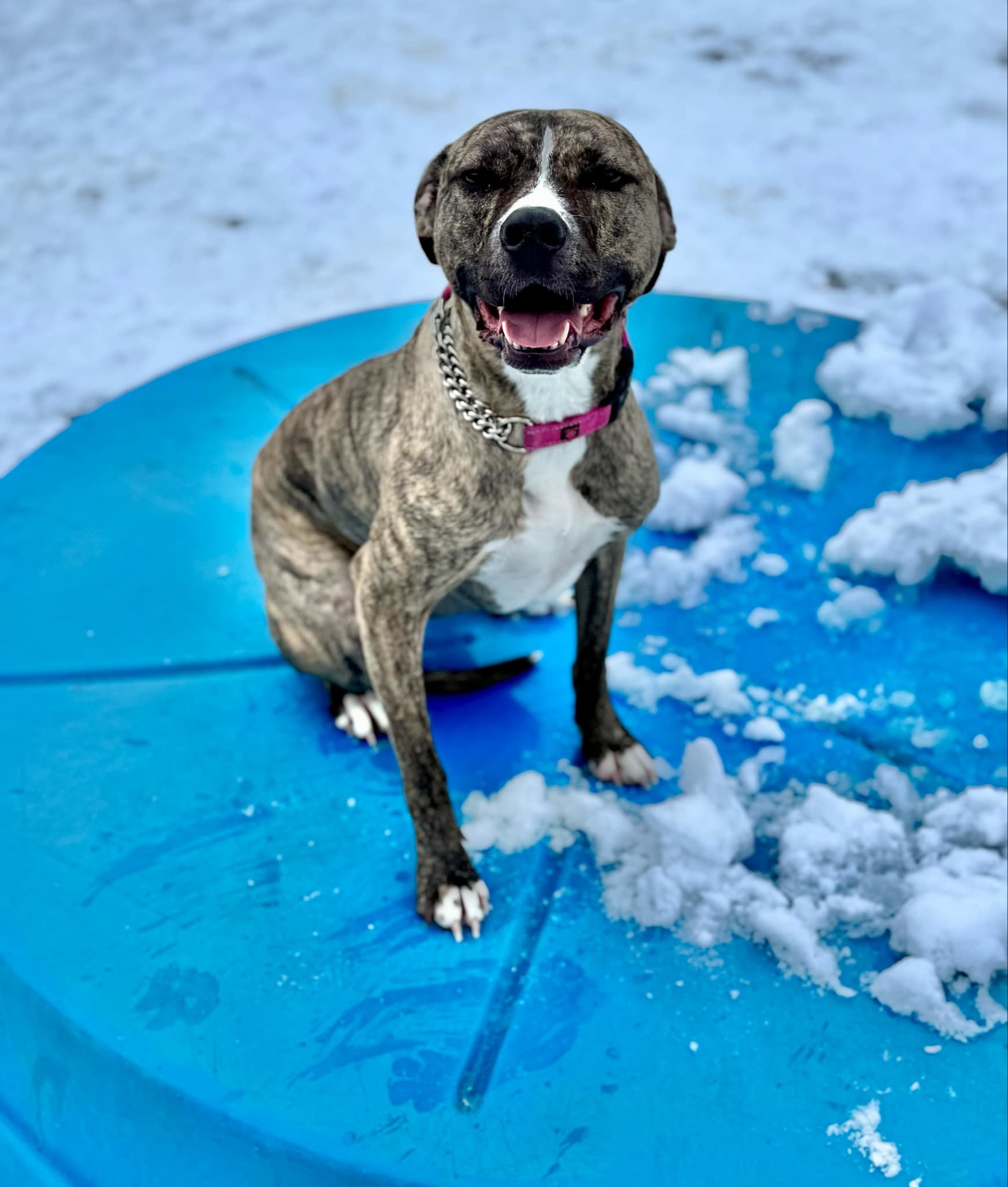 Bliss, an adoptable Pit Bull Terrier, Rottweiler in LEWISTON, ID, 83501 | Photo Image 5