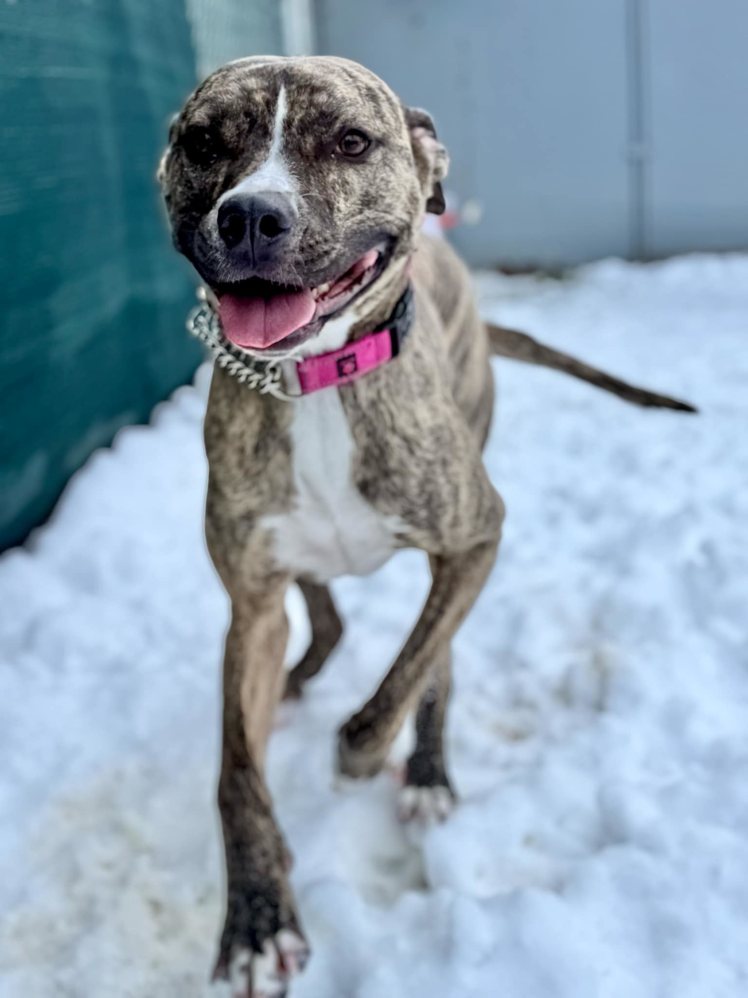 Bliss, an adoptable Pit Bull Terrier, Rottweiler in LEWISTON, ID, 83501 | Photo Image 6
