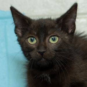 Capri, Baby Female Domestic Short Hair