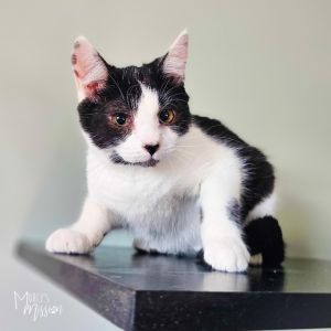 Sandy Gallito 7910-03 Domestic Short Hair Cat