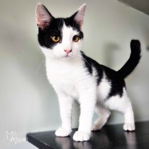 Kori Bustard 7910-04 Domestic Short Hair Cat
