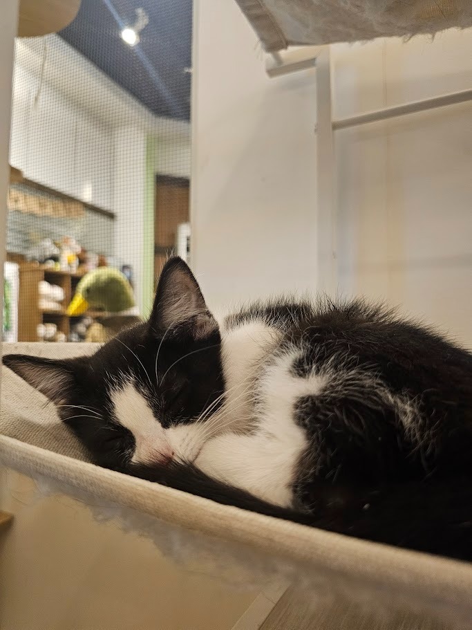 Willow, an adoptable Domestic Short Hair in Saint Cloud, MN, 56301 | Photo Image 6