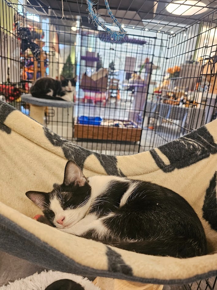 Willow, an adoptable Domestic Short Hair in Saint Cloud, MN, 56301 | Photo Image 7