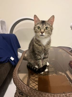 Wanda, Young Female Domestic Short Hair