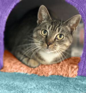 Scruffy, Adult Female unknown