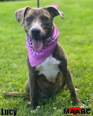 Meet Lucy This precious girl spent the first 8 months of her life outside in a small pen but her