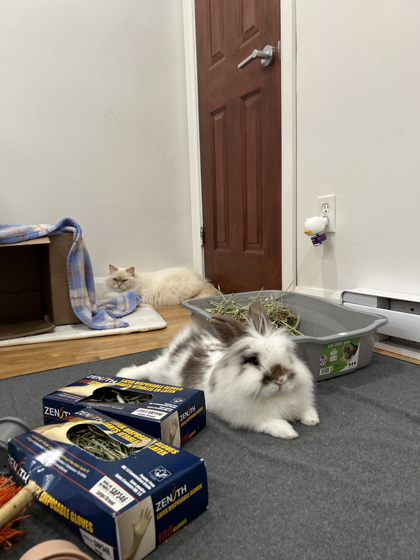 Bunny