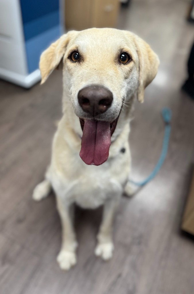 Crinkle Fry, an adoptable Labrador Retriever, Mixed Breed in Gillette, WY, 82716 | Photo Image 1