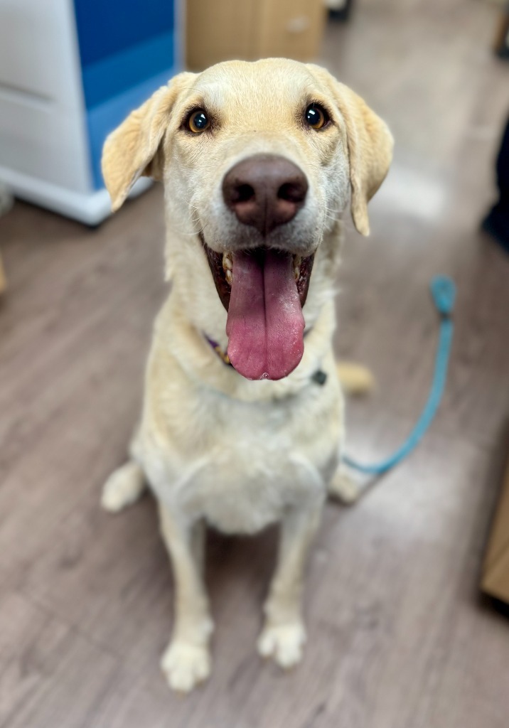 Crinkle Fry, an adoptable Labrador Retriever, Mixed Breed in Gillette, WY, 82716 | Photo Image 2