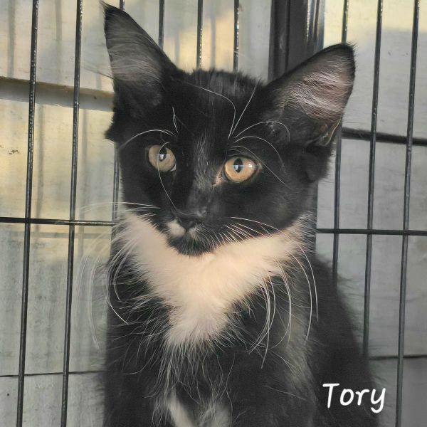 Tory