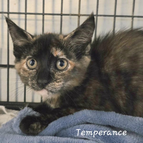 Temperance