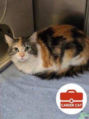 Cathy, Adult Female Domestic Medium Hair