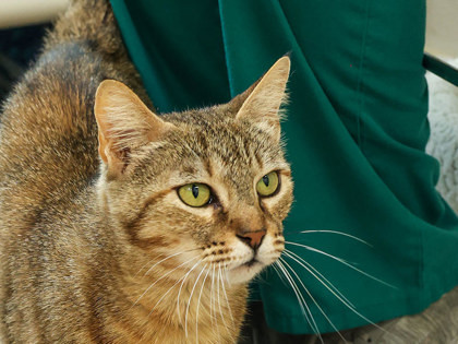 Liz, an adoptable Domestic Short Hair in Longmont, CO, 80501 | Photo Image 1