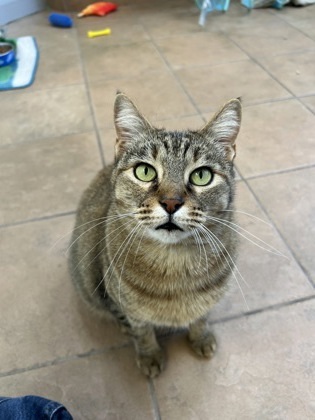 Liz, an adoptable Domestic Short Hair in Longmont, CO, 80501 | Photo Image 1