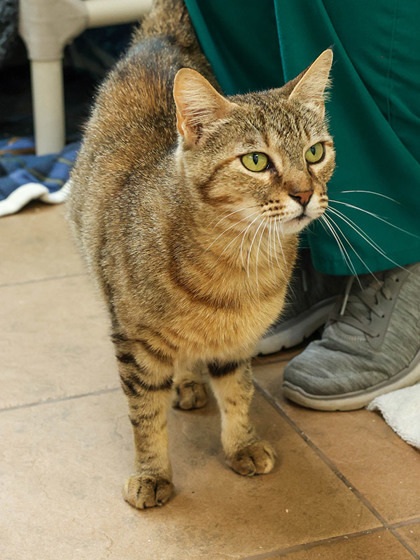 Liz, an adoptable Domestic Short Hair in Longmont, CO, 80501 | Photo Image 2