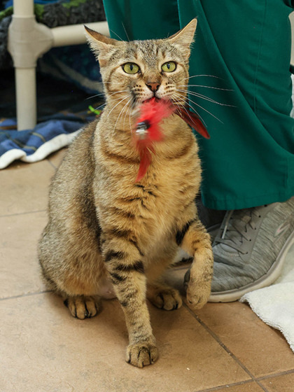 Liz, an adoptable Domestic Short Hair in Longmont, CO, 80501 | Photo Image 3