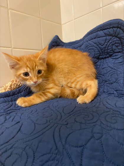 Tangerine