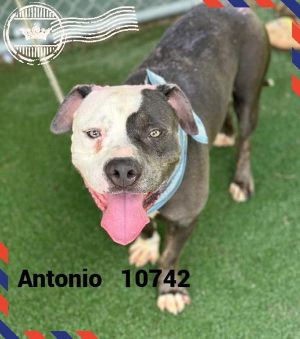 Antonio (83) Pit Bull Terrier Dog