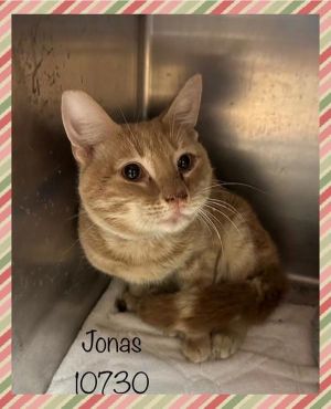 Jonas (644) Domestic Short Hair Cat