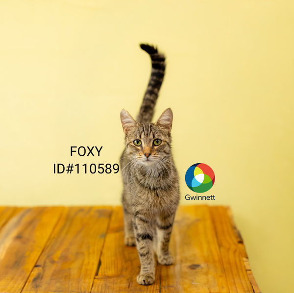 If-4 Foxy