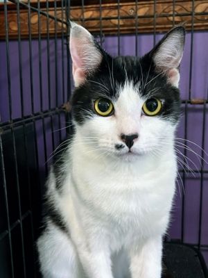 Cookie, Adult Male Domestic Short Hair