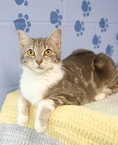 Macey, Adult Female Domestic Short Hair