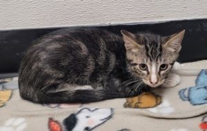 Macchiato, Young Male Domestic Short Hair
