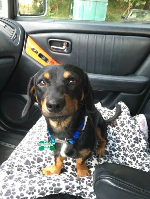 Bourke Dachshund Dog