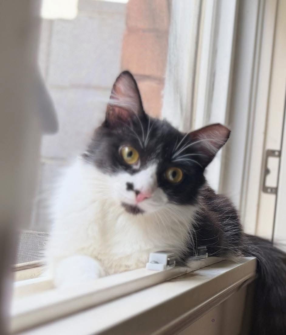 Charlie Junior