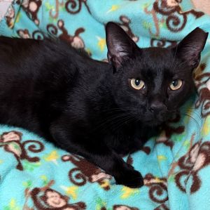 Spook, Young Male Domestic Short Hair