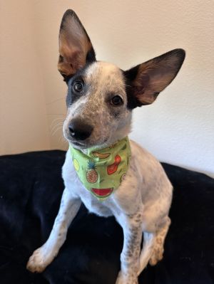Kit Australian Cattle Dog / Blue Heeler Dog