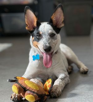 Kit Australian Cattle Dog / Blue Heeler Dog