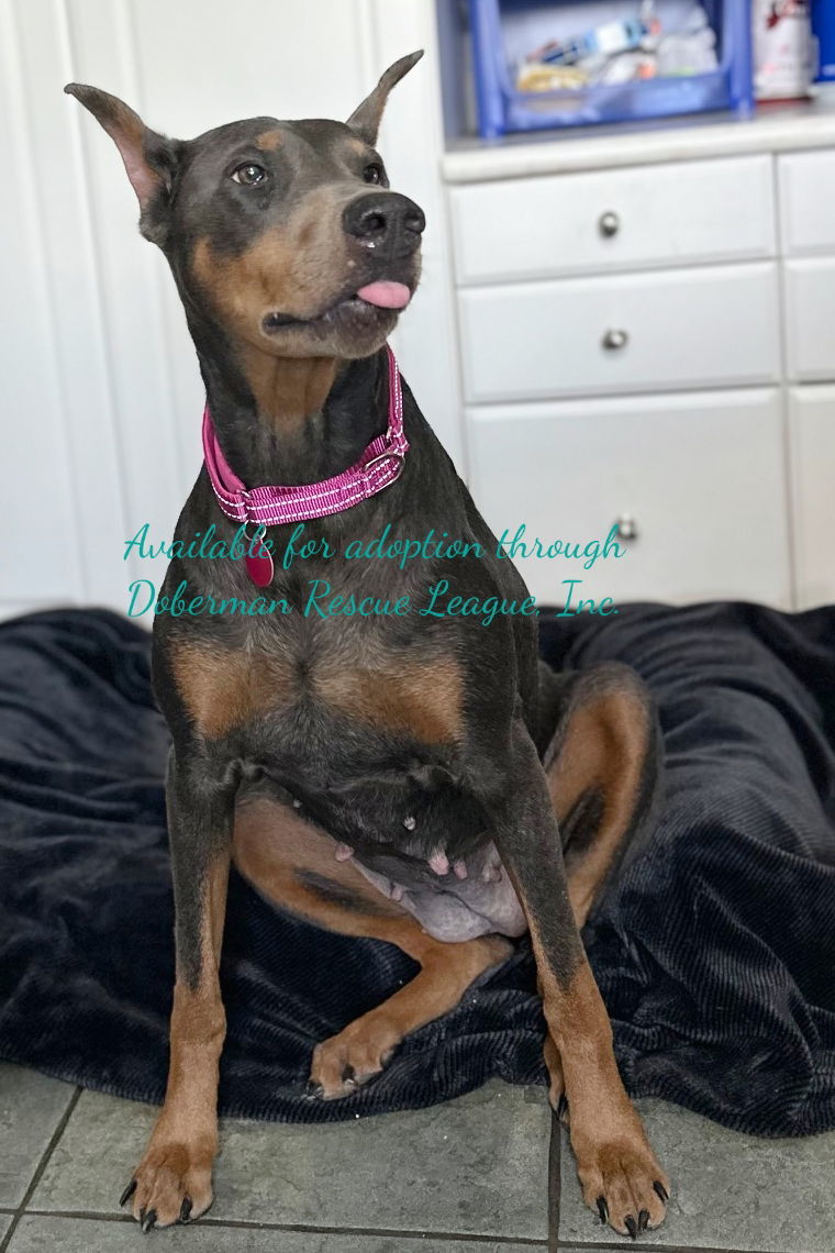 Nellie 3422