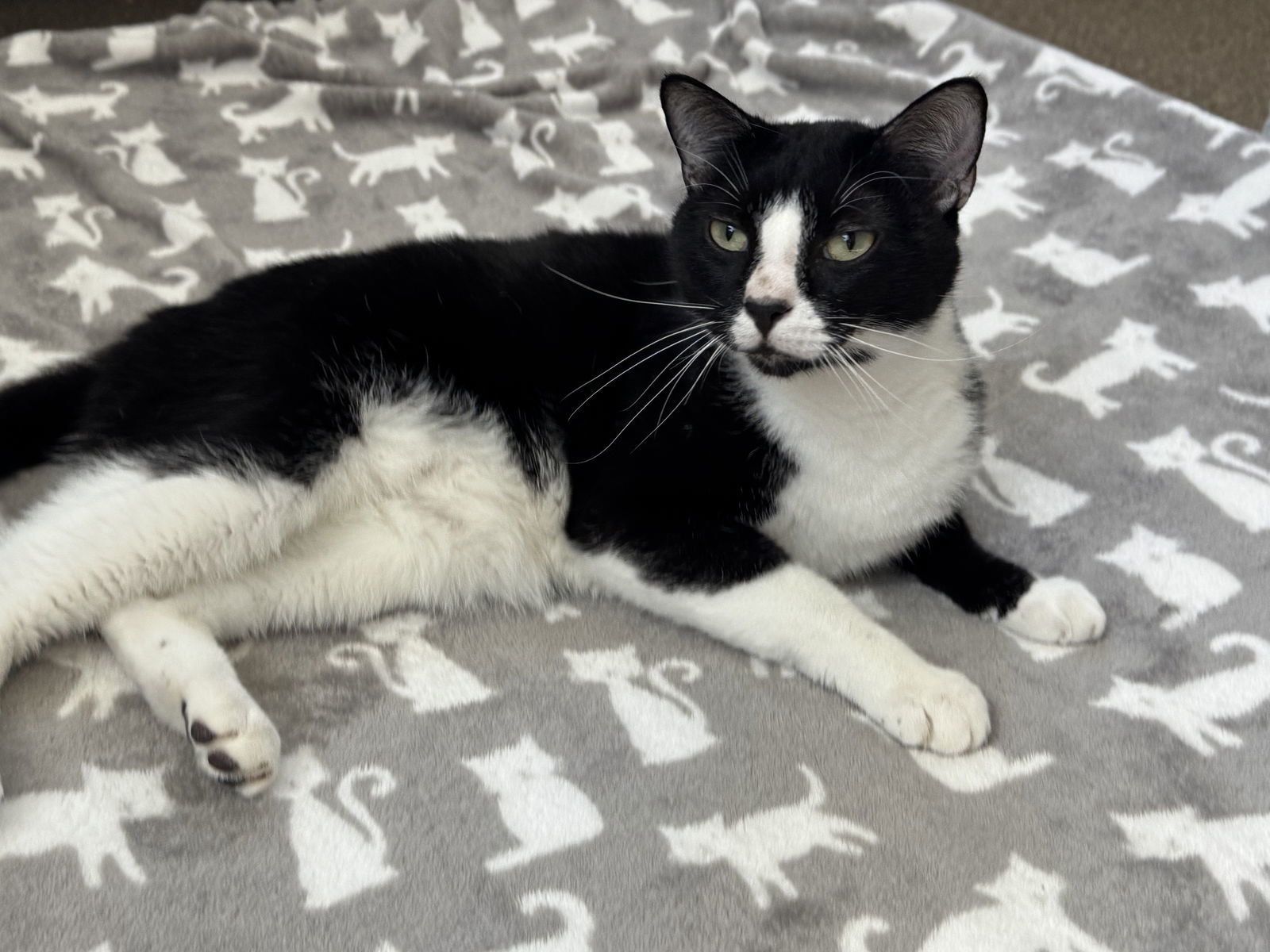 Sylvester